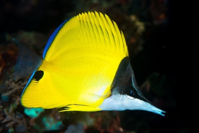 Poisson-pincette Jaune Chaetodontidae