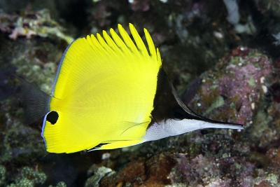 poisson-papillon à long nez Chaetodontidae