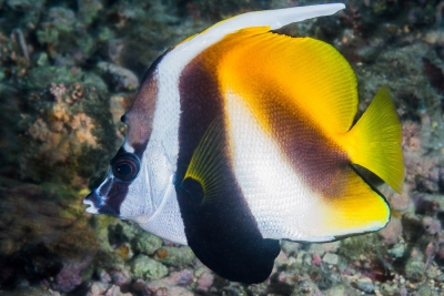 poisson cocher masqué Chaetodontidae
