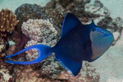 baliste bleu Balistidae