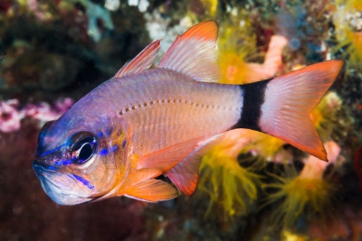 Ostorhinchus aureus Apogonidae