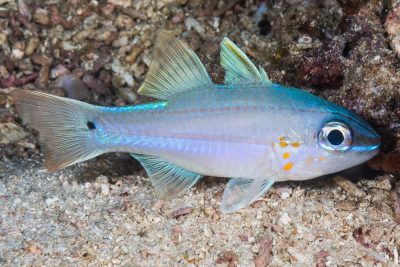 apogon aux branchies tachetées Apogonidae