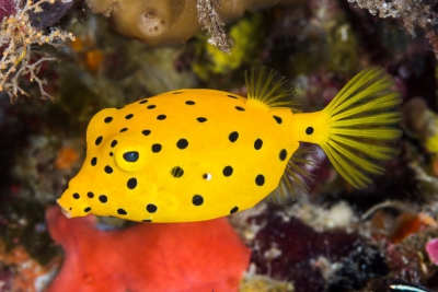 poisson-coffre jaune Ostraciidae