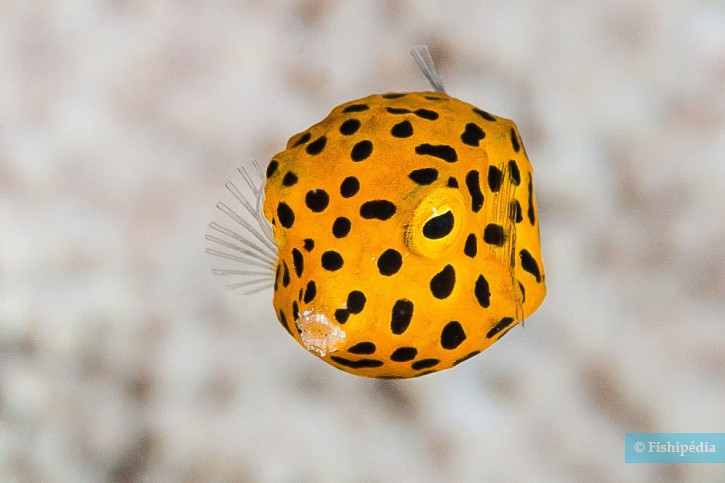 Qu’est-ce qu’un poisson ?