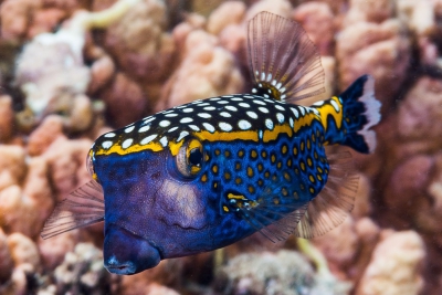 poisson coffre pintade Ostraciidae