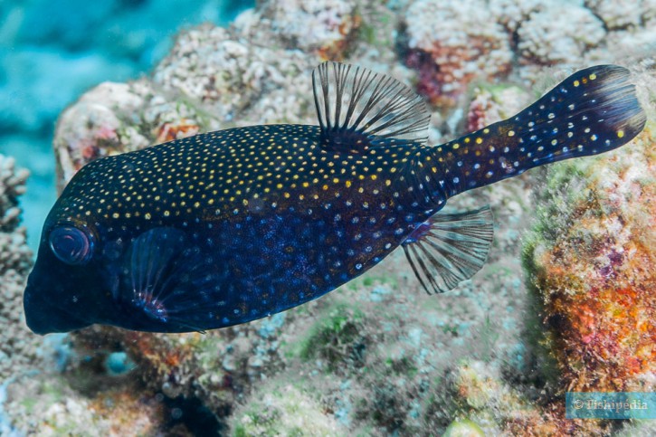 Ostracion meleagris - pez cofre moteado