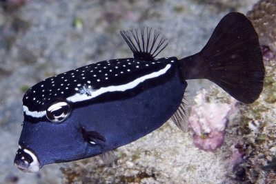 Ostracion trachys Ostraciidae