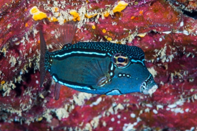 Ostracion whitleyi