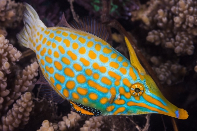 Oxymonacanthus longirostris Monacanthidae