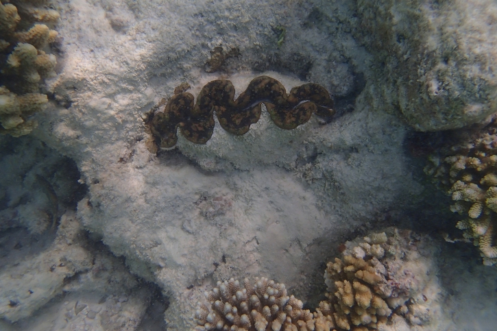 Tridacna maxima - almeja gigante