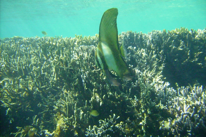 Platax orbicularis - paguala circular