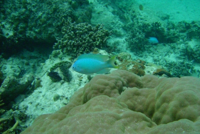 Neopomacentrus nemurus Pomacentridae