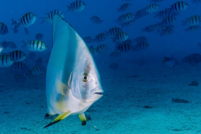 Platax orbicularis