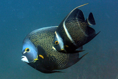 Pomacanthus paru