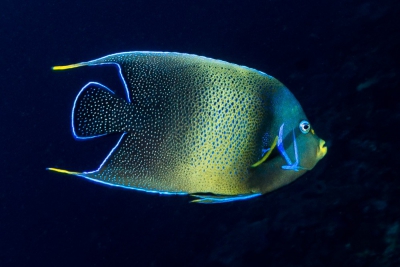 poisson ange à demi cercle Pomacanthidae