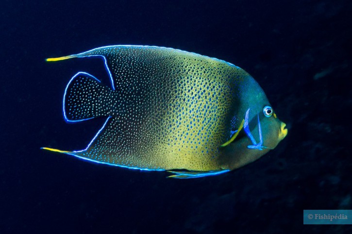 Pomacanthus semicirculatus