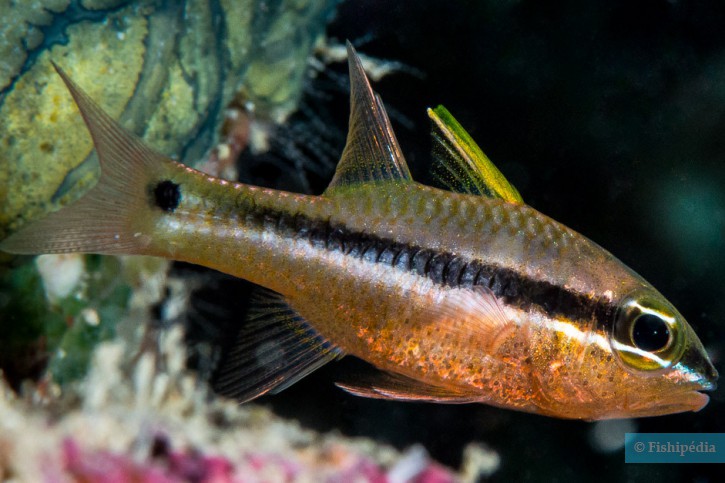 Pristiapogon kallopterus - apogon irisé