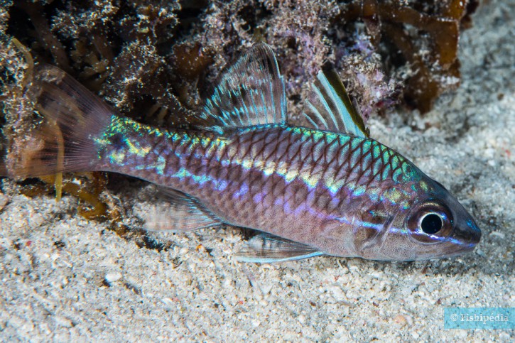 Pristiapogon kallopterus - apogon irisé