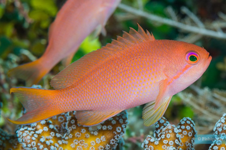 Pseudanthias squamipinnis - anthias cola de lira