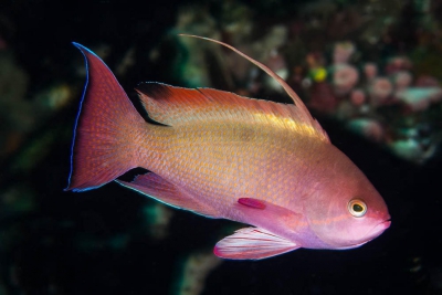 barbier rouge Anthiadidae