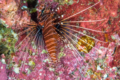 rascasse volante à antennes Scorpaenidae
