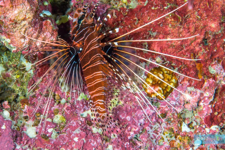 Pterois antennata