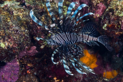 Pterois volitans