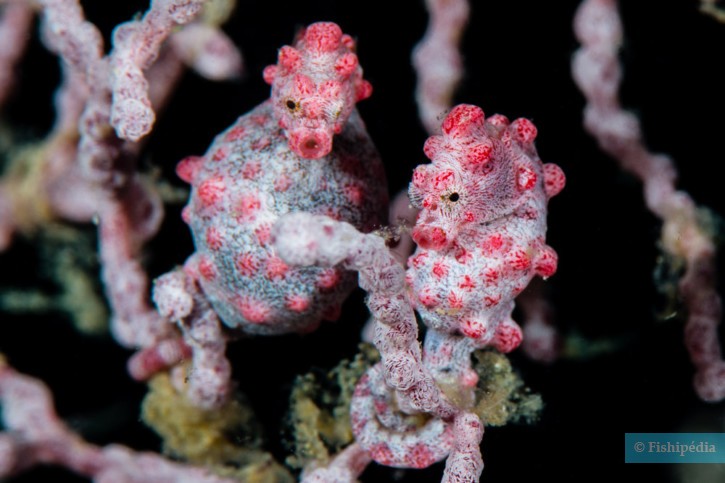 Ces poissons qui ne savent pas nager