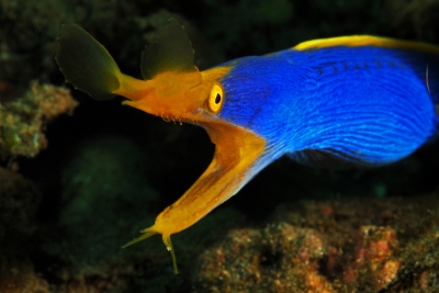 Rhinomuraena quaesita