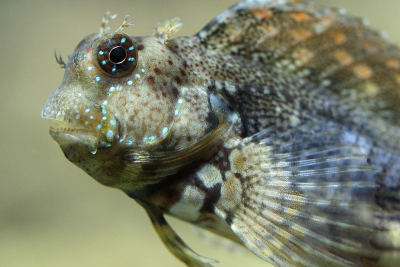 Salarias fasciatus Blenniidae