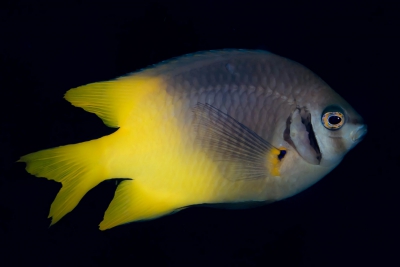Neoglyphidodon nigroris Pomacentridae