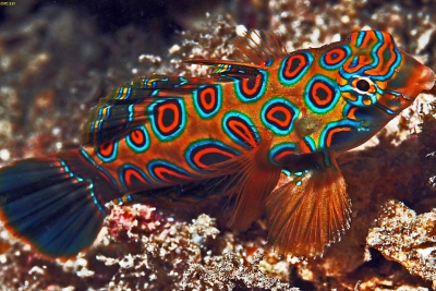 mandarin bariolé Callionymidae
