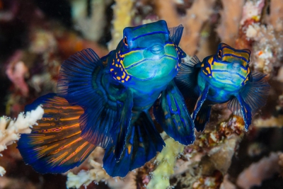 pez dragón mandarín Callionymidae