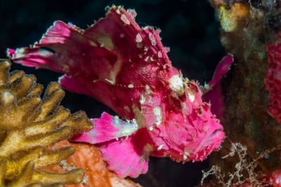 poisson-scorpion Scorpaenidae