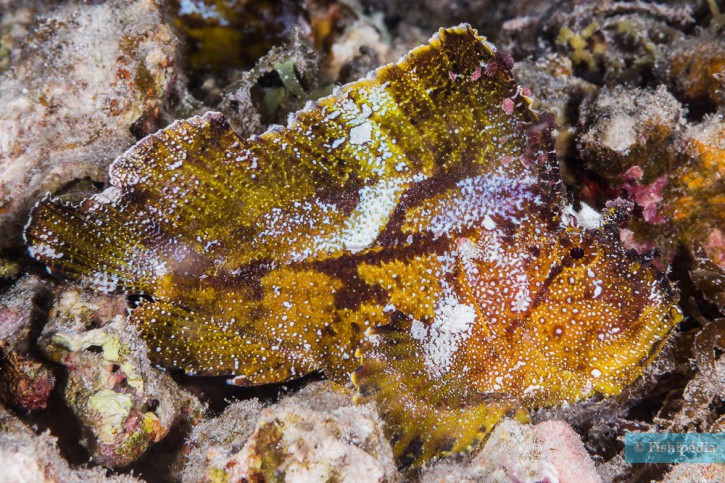 Taenianotus triacanthus