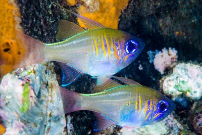 apogon à rayures bleues Apogonidae