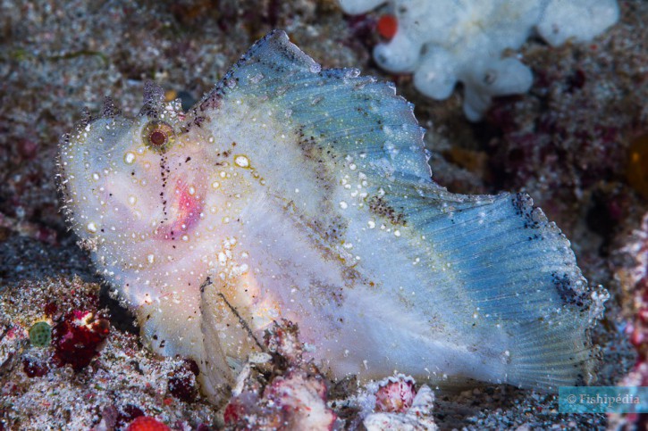 Taenianotus triacanthus
