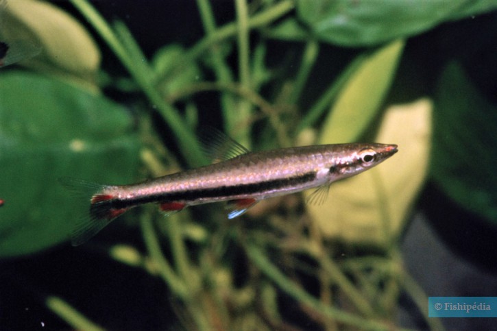 Nannostomus harrisoni