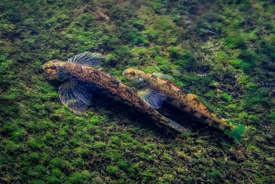 Etheostoma blennioides