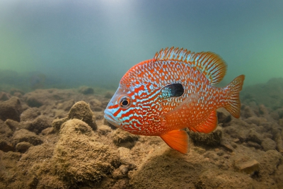 Lepomis megalotis