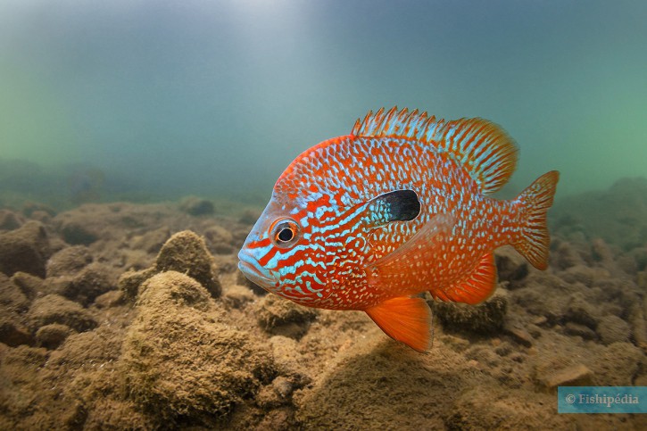 Lepomis megalotis