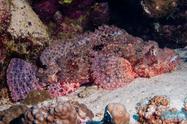 Scorpaenopsis oxycephala