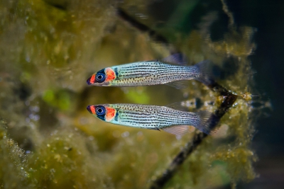 Fundulus escambiae