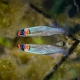 picture of Fundulus escambiae