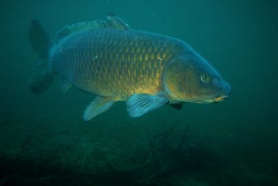 carpe commune Cyprinidae