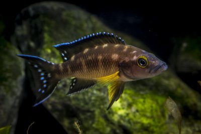 Neolamprologus buescheri Cichlidae