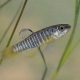 picture of Aphanius fasciatus