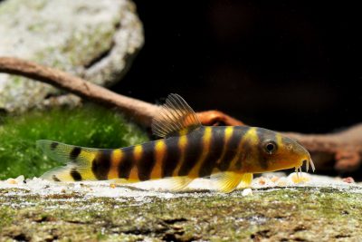 loche du Bengale Cobitidae