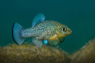 Cyprinodon elegans