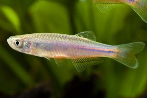 Danio albolineatus